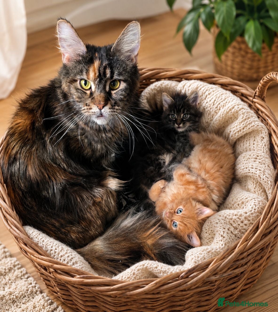 Maine Coon cats Main coon - Advert 7