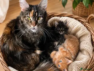 Maine Coon cats Main coon - Advert 5