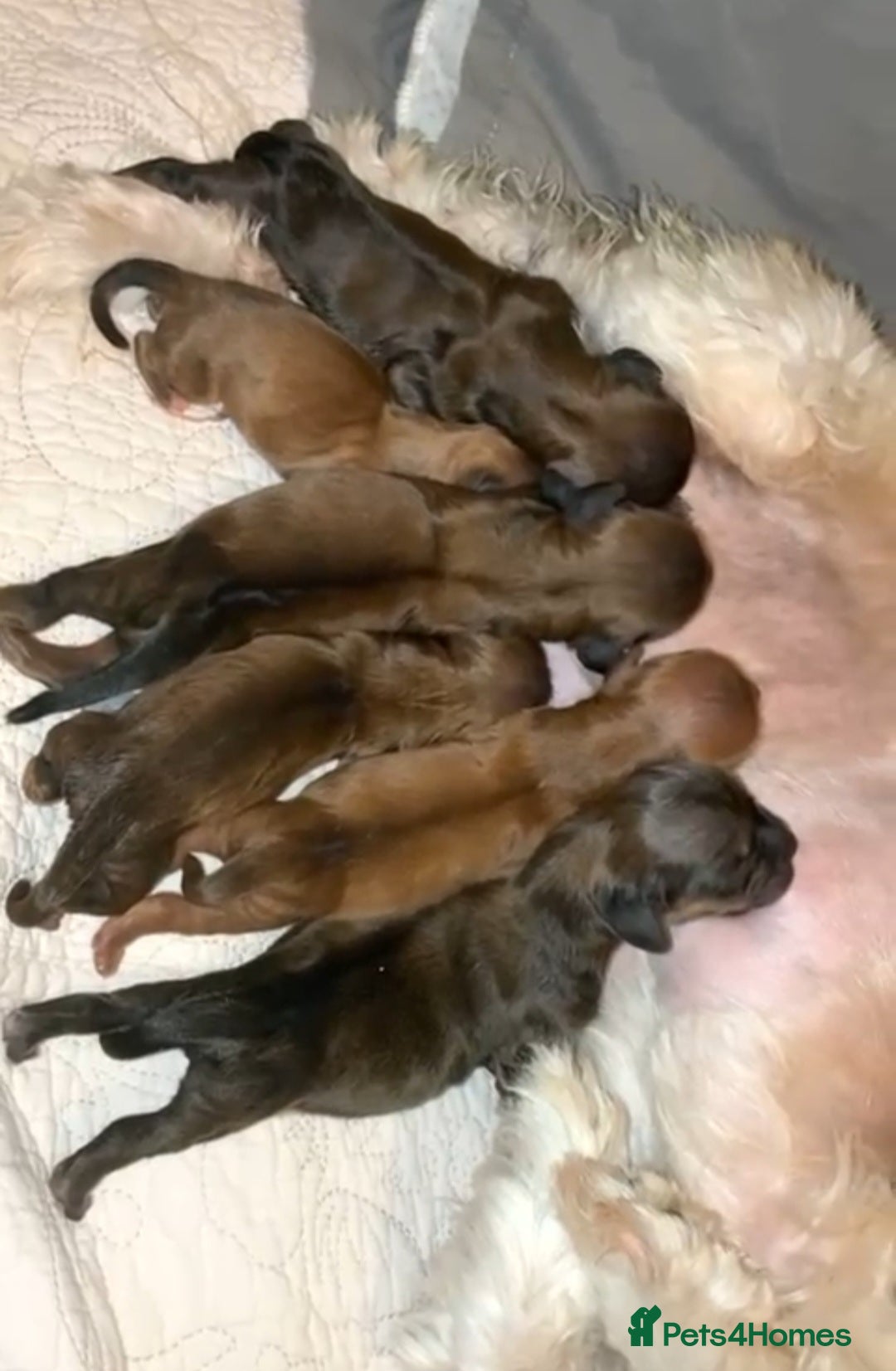 Miniature Dachshund dogs for stud: PROVEN FLUFFY MINI DACHSHUND FOR STUD  - Image 2