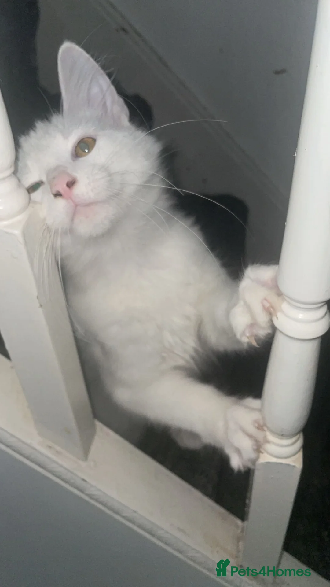 Norwegian Forest Cat cats for sale: Yumiko in London - Advert 2