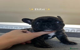 French Bulldog dogs for sale: FrenchAngels 👼🏼🐾 - Image 13