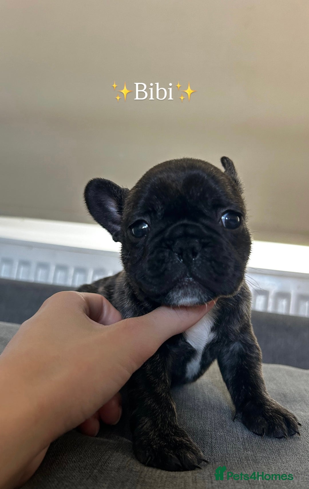 French Bulldog dogs for sale: FrenchAngels 👼🏼🐾 - Image 13