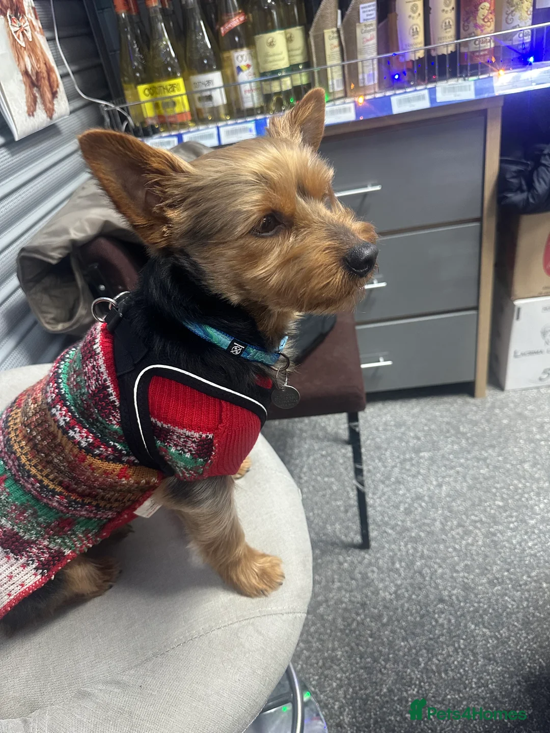 Yorkshire Terrier dogs for stud: Cute Yorkie Boy ready for stud - Advert 3