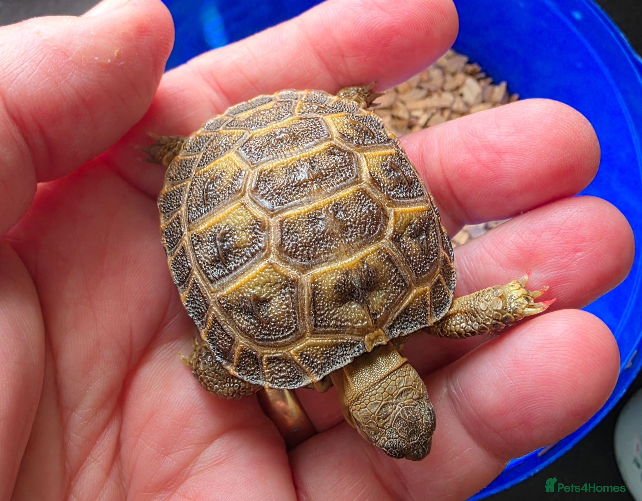 Tortoise reptiles for sale: Baby horsefield tortoises full setup available  - Advert 1