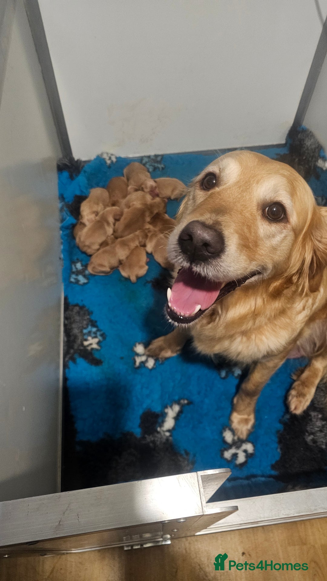 Golden Retriever dogs for sale: Amazing shades long awaited litter - Advert 7