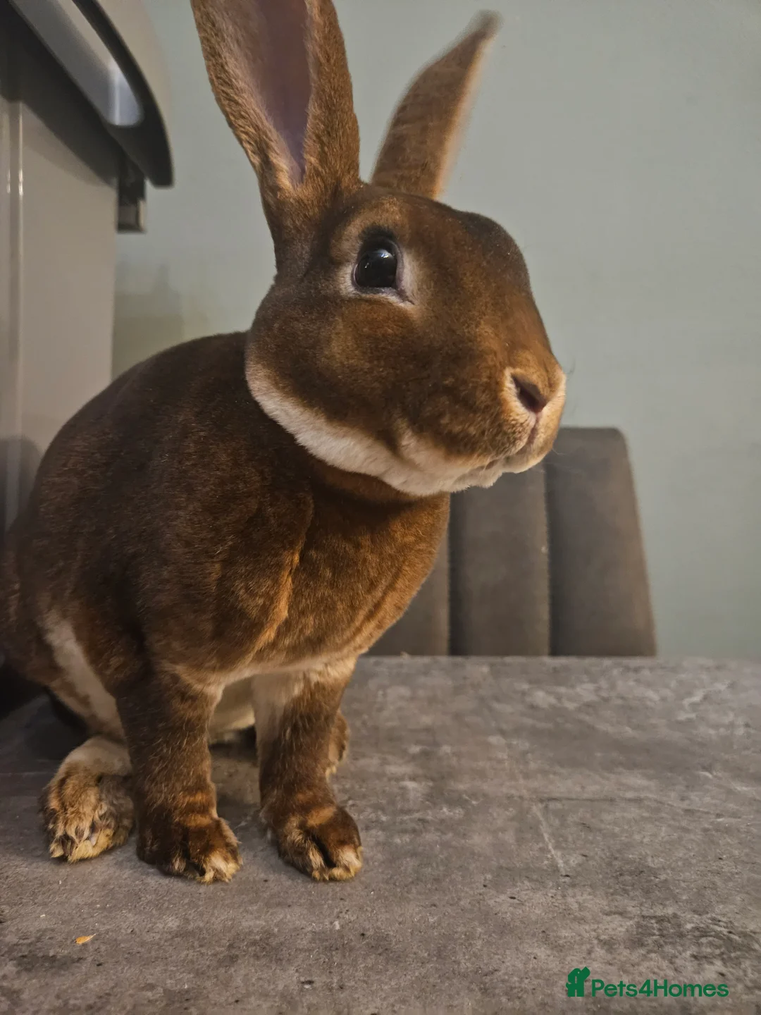 Rex rabbits for sale: Purebred Chocolate Otter Mini Rex buck 12 weeks  - Advert 8