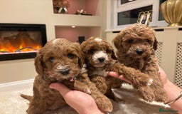 Cavapoo dogs for sale: Outstanding F1B Cavapoo puppies - Image 8