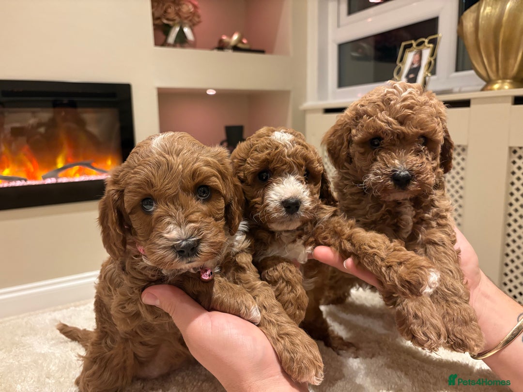 Cavapoo dogs for sale: Outstanding F1B Cavapoo puppies - Image 8