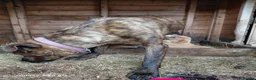 Mixed Breed dogs for sale: Stunning Bullmastiff x Pups - Advert 9
