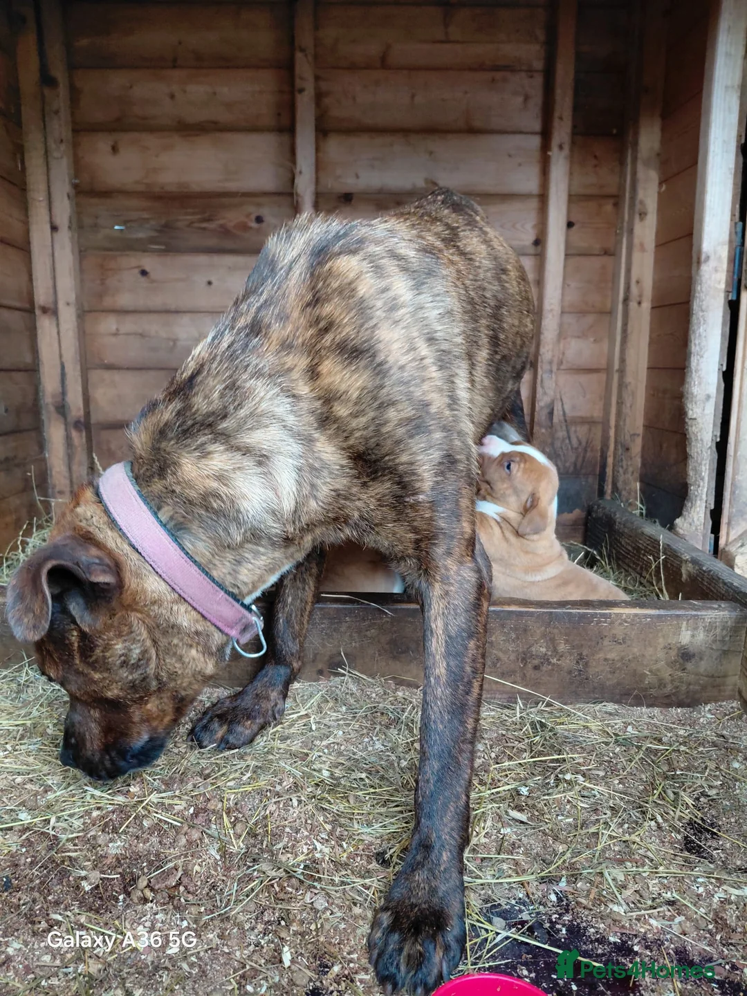 Mixed Breed dogs for sale: Stunning Bullmastiff x Pups - Advert 9