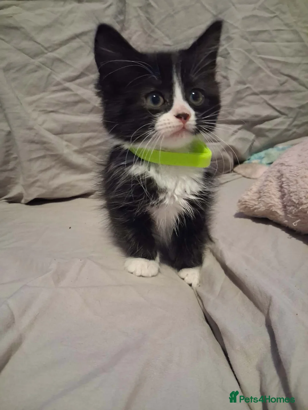 Mixed Breed cats for sale: 6 Beautiful kittens ready for loving homes. - Advert 7