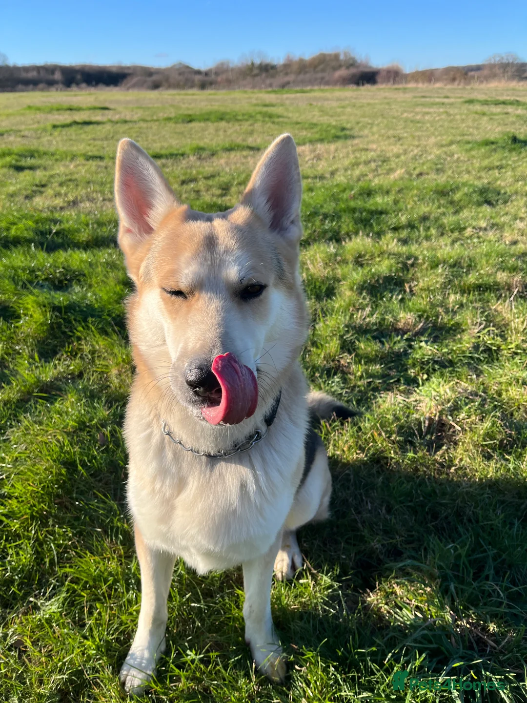 German Shepherd dogs for stud: Exceptional bi-coloured German Shepherd  - Advert 10