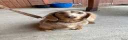 Miniature Dachshund dogs for sale: Long Hair Miniature Dachshund Female  in Gravesend - Advert 3