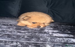 Pomeranian dogs for sale: Pedigree Pomeranian puppies for sale - Advert 5