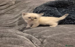 Ragdoll cats for sale: Last 2 female ragdoll kittens for sale - Image 8