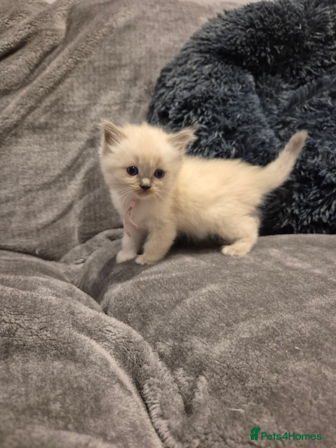 Ragdoll cats for sale: Last 2 female ragdoll kittens for sale - Image 8