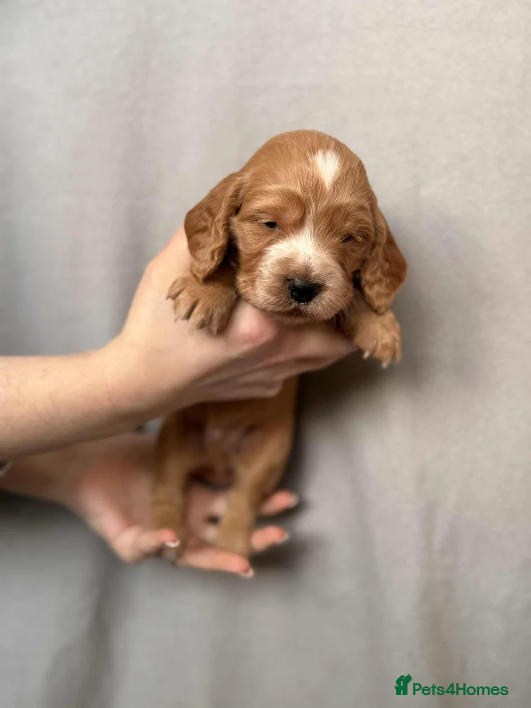 Cocker Spaniel dogs for sale: 🐶🐾 Exceptional Working Cocker Spaniel Puppies 🐾 - Advert 34