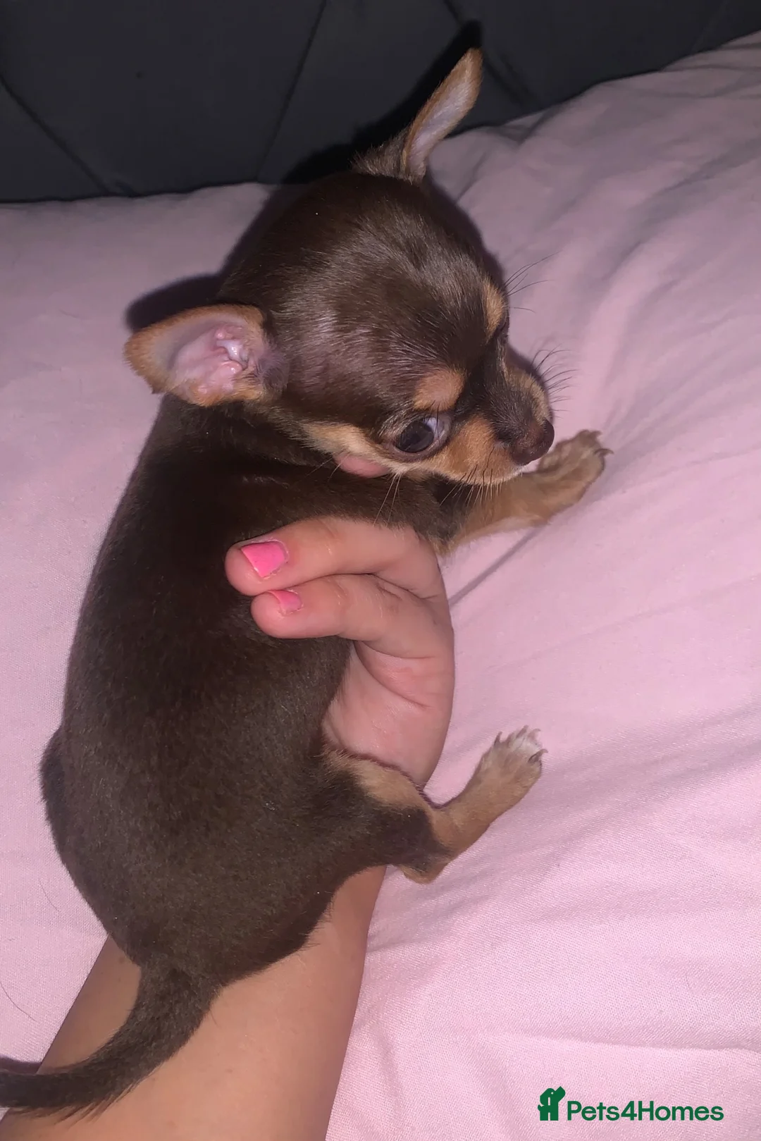 Chihuahua dogs for sale: tea cup chihuahuas - Advert 12