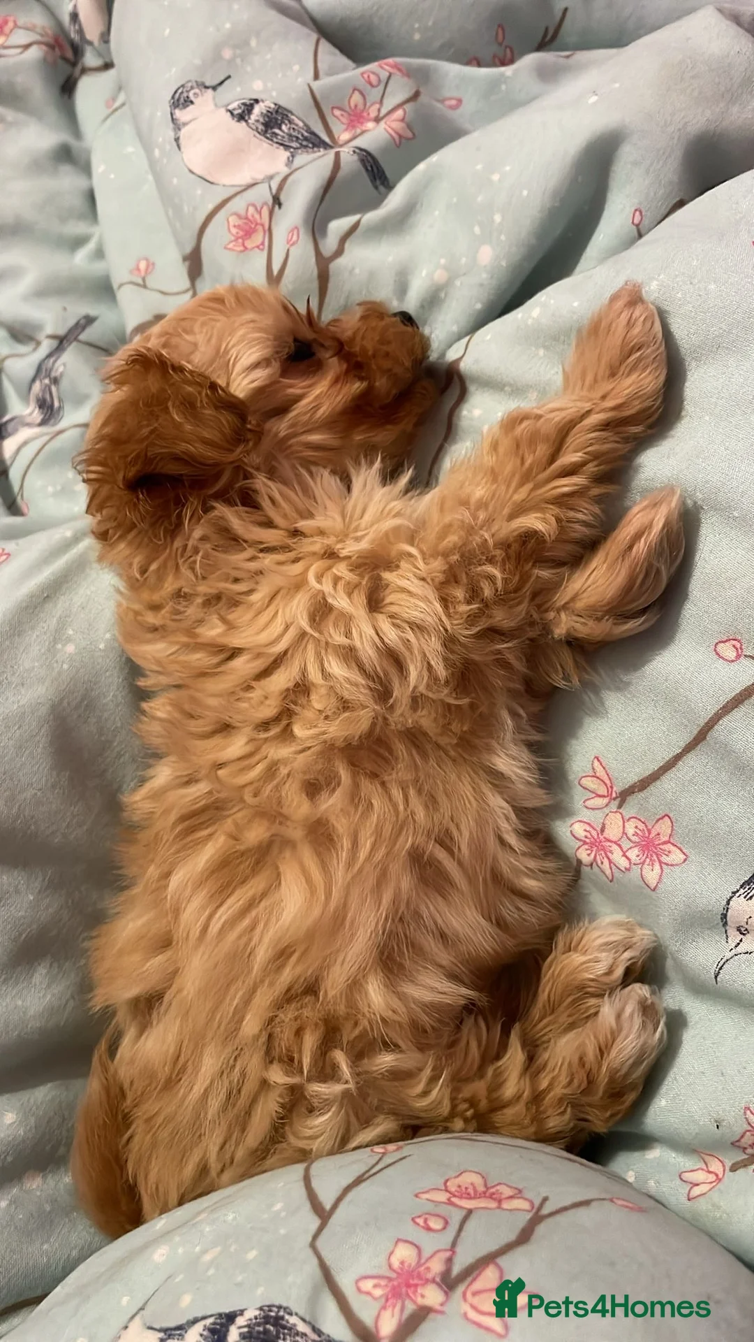 Maltipoo dogs for sale: Gorgeous apricot female maltipoo in Exmouth - Advert 6