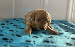 Cockapoo dogs for sale: 5 cockapoo puppies - Image 11