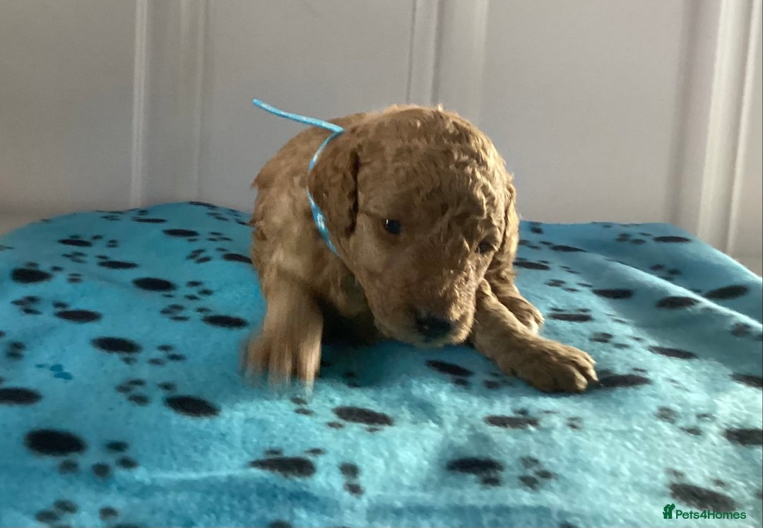 Cockapoo dogs for sale: 5 cockapoo puppies - Image 11