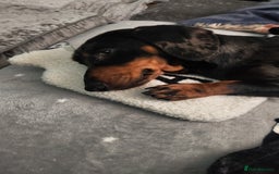 Dachshund dogs for stud: Dapple Daschound  - Image 3