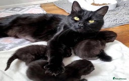 Mixed Breed cats for sale: Kittens  - Image 17