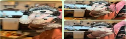 Cavapoo dogs for sale: WAITING LIST  - Advert 23