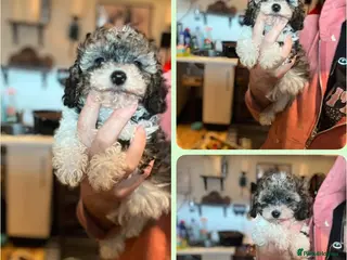 Cavapoo dogs Stunning Cavapoo puppies - Advert 11