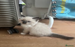 Ragdoll cats for sale: Adorable Ragdoll Kittens Ready for New Homes 🫧 - Image 5