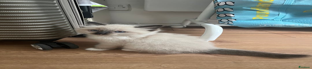 Ragdoll Kitten 4