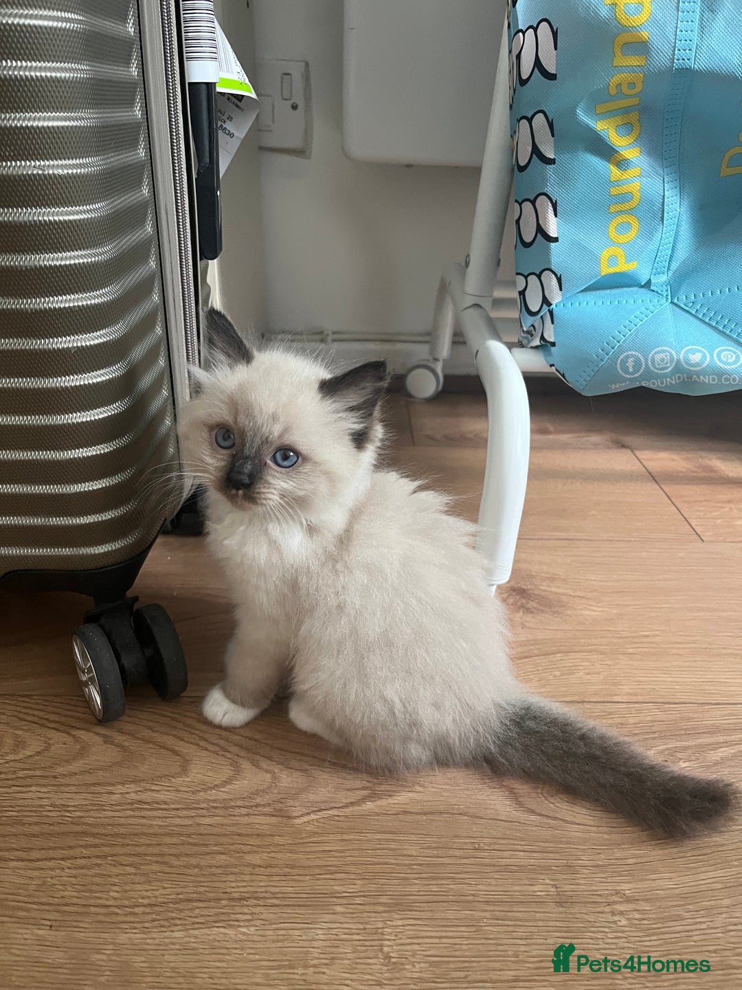 Ragdoll cats for sale: Adorable Ragdoll Kittens Ready for New Homes 🫧 - Image 5