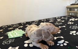 Miniature Dachshund dogs for sale: Beautiful smoothed haired miniature Dachshunds - Advert 10