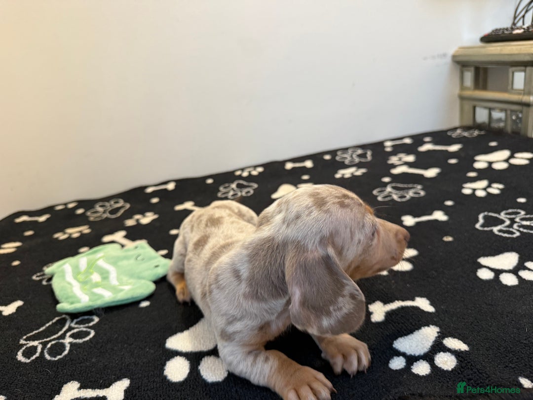 Miniature Dachshund dogs for sale: Beautiful smoothed haired miniature Dachshunds - Advert 10