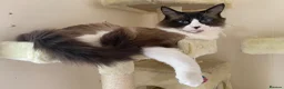 Ragdoll cats for sale: 1 beautiful male ragdoll kitten(ready now!) - Advert 10