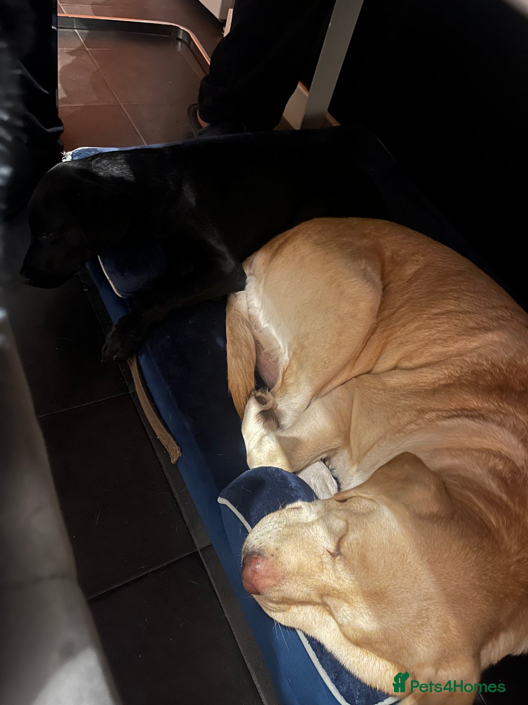 Labrador Retriever dogs for sale: 8 year old female lab - Image 3