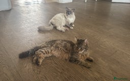 RagaMuffin cats for sale: Fluffy Tom - Image 2
