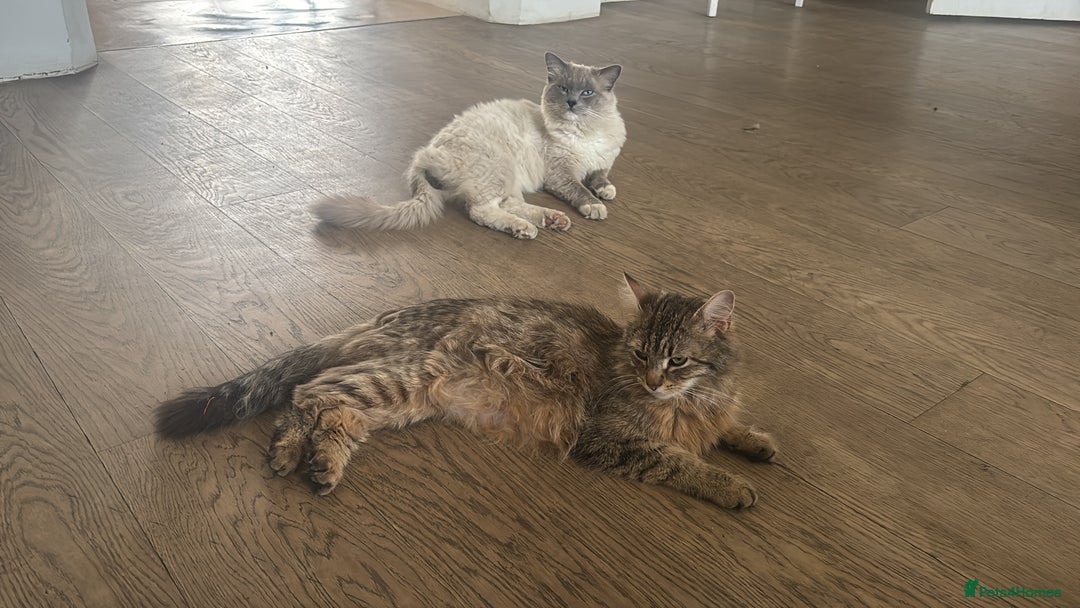 RagaMuffin cats for sale: Fluffy Tom - Image 2
