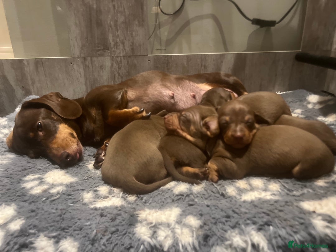 Miniature Dachshund dogs for sale: Stunning miniature Dachshunds PRA clear KC reg - Image 3