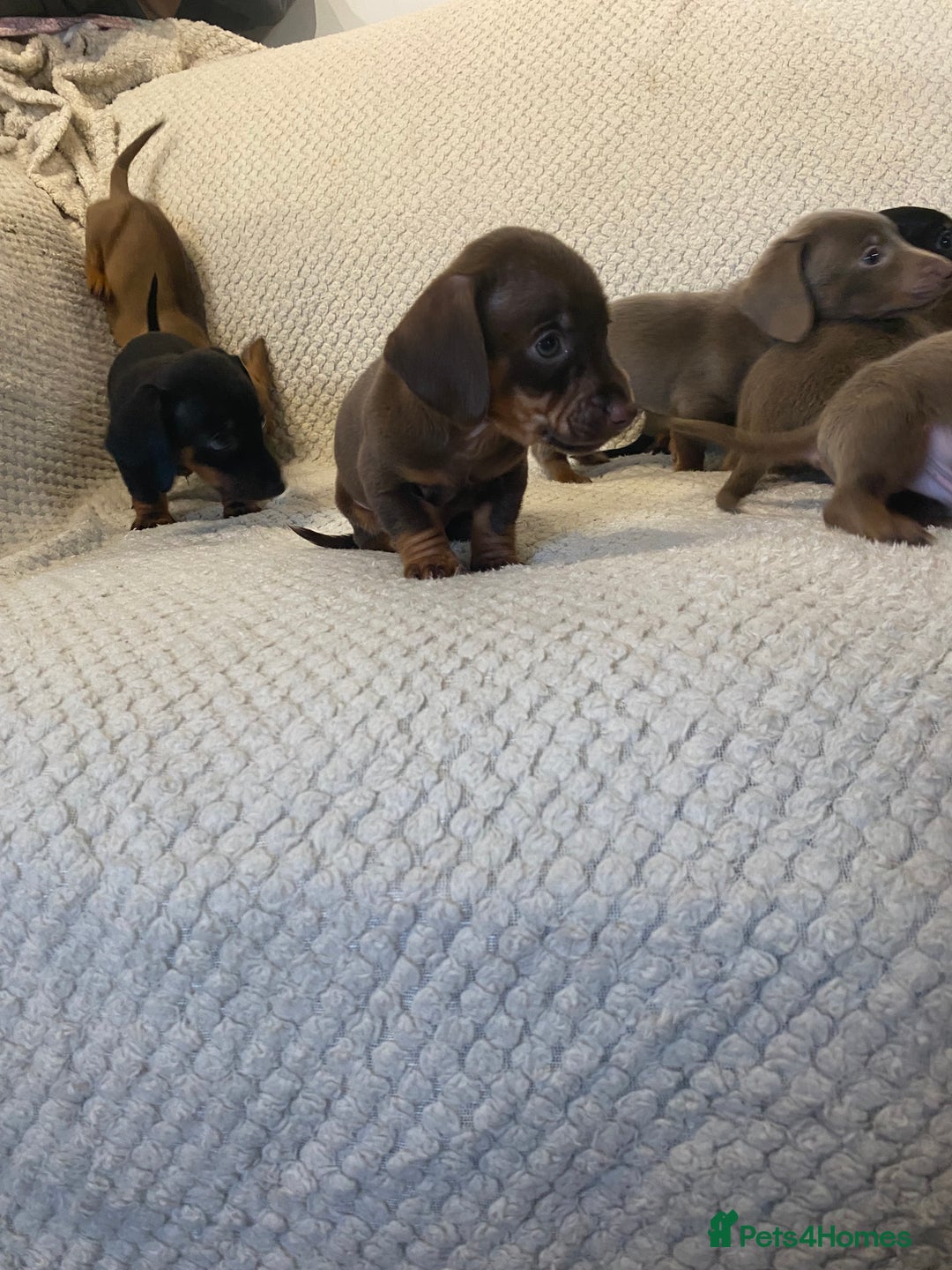 Miniature Dachshund dogs for sale: Miniature Dachshund Puppy 6 - READY NEXT WEEK - Miniature dachshund puppies  - Image 8