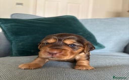 Cocker Spaniel dogs for sale: Outstanding kc reg cocker spaniel puppies - Image 6
