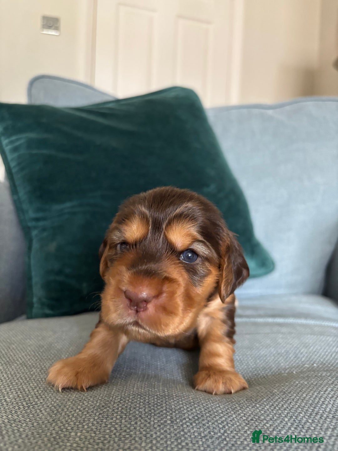 Cocker Spaniel dogs for sale: Outstanding kc reg cocker spaniel puppies - Image 6