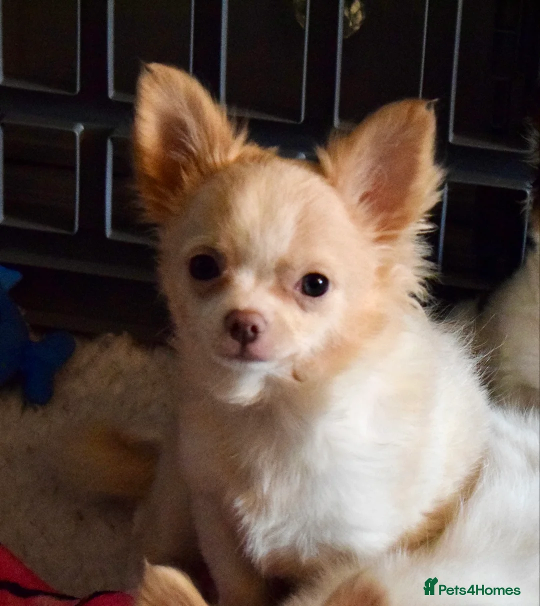 Chihuahua dogs for sale: Long coat chihuahua puppies  - Advert 3