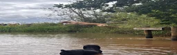 Labrador Retriever dogs for stud: Working Labrador stud  - Advert 8