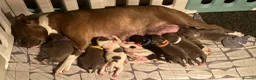 Staffordshire Bull Terrier dogs for sale: 8 GORGEOUS  STAFFORDSHIRE BULL TERRIER PUPPIES - Advert 1