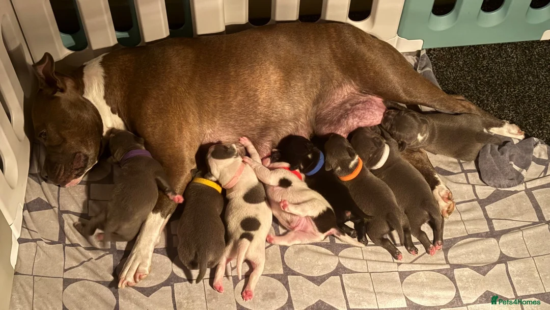 Staffordshire Bull Terrier dogs for sale: 8 GORGEOUS  STAFFORDSHIRE BULL TERRIER PUPPIES - Advert 1