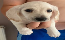 Dachshund dogs for sale: Stunning male Dachshund puppies  - Image 19