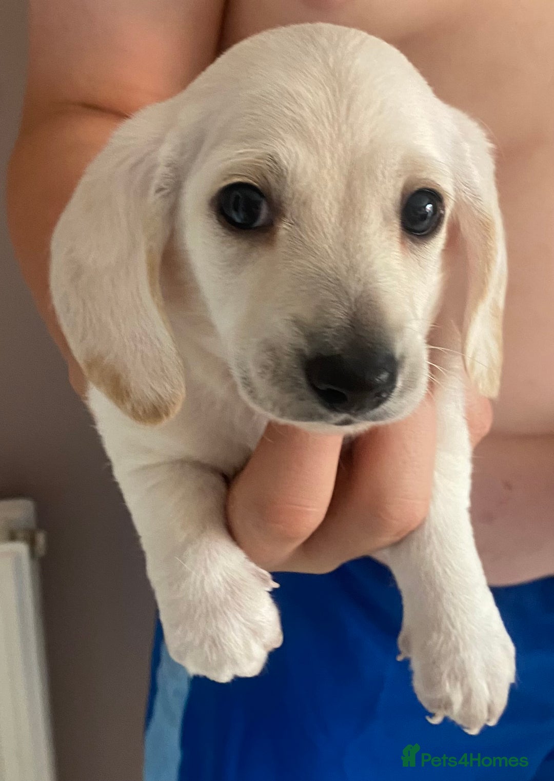 Dachshund dogs for sale: Stunning male Dachshund puppies  - Image 19