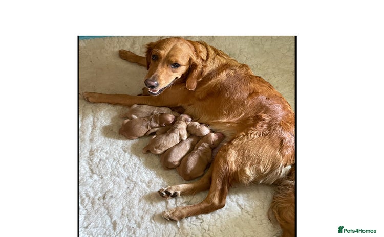 Golden Retriever dogs - Advert 1