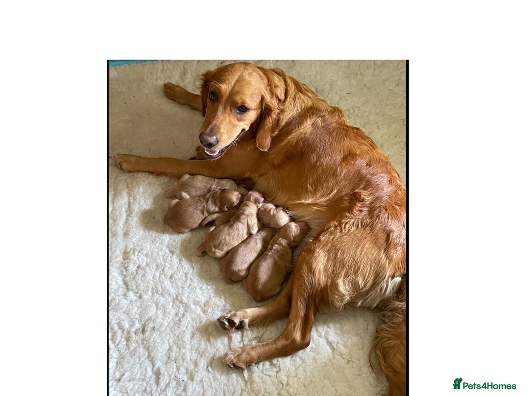 Golden Retriever dogs for sale: KC reg fox Red golden retrievers  - Image 1
